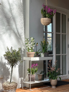 ORCHIDSINFO_Patio_Proof_Collection_Group_Outdoor_IMG_3983