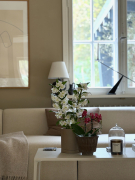 ORCHIDSINFO_Patio_Proof_Dendrobium_Nobile_Indoor_IMG_1281