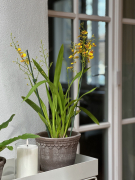 ORCHIDSINFO_Patio_Proof_Oncidium_Outdoor_IMG_3999
