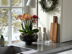 ORCHIDSINFO_Phalaenopsis_Indoor_IMG_1259
