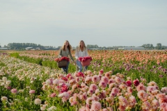 FAM_LA1_7138_lilian_fotografie_fam_flower_farm_dahlia_2022-09-12-bewerkt