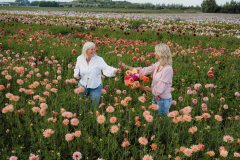 FAM_LA1_7927_lilian_fotografie_fam_flower_farm_dahlia_2022-09-12
