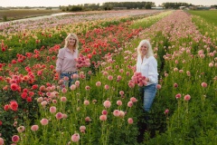FAM_LA1_8197_lilian_fotografie_fam_flower_farm_dahlia_2022-09-12