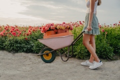 FAM_LA1_8210_lilian_fotografie_fam_flower_farm_dahlia_2022-09-12-bewerkt