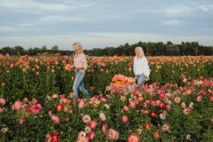 FAM_LA1_8474_lilian_fotografie_fam_flower_farm_dahlia_2022-09-12-bewerkt