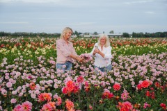FAM_LA1_8770_lilian_fotografie_fam_flower_farm_dahlia_2022-09-12
