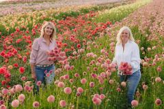 FAM_LA2_2519_lilian_fotografie_fam_flower_farm_dahlia_2022-09-12