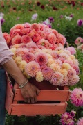 FAM_LA2_2699_lilian_fotografie_fam_flower_farm_dahlia_2022-09-12