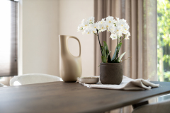 ORCHIDS-INFO-2
