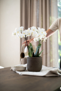 ORCHIDS-INFO-3