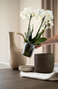 ORCHIDS-INFO-4