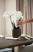 ORCHIDS-INFO-6