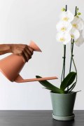 Orchidee-Nederland-21