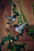 WG4672_DecoBird_Black-chinnedHB_Xmas-3