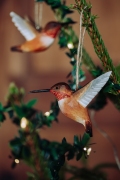 WG4673_DecoBird_RufousHB_Xmas-2