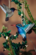 WG4674_DecoBird_Broad-billedHB_Xmas-3