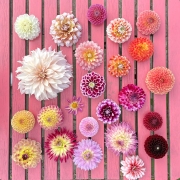 FAM_IMG_5627-AA-Flatlay-roze-tafe-high