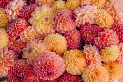 FAM_LA2_2440_lilian_fotografie_fam_flower_farm_dahlia_2022-09-12