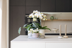 ORCHIDS-INFO-2025-10