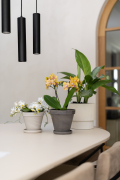 ORCHIDS-INFO-2025-11