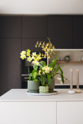 ORCHIDS-INFO-2025-2