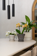 ORCHIDS-INFO-2025-20