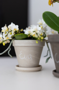 ORCHIDS-INFO-2025-21