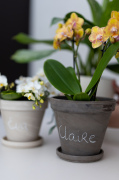 ORCHIDS-INFO-2025-22