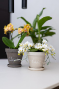 ORCHIDS-INFO-2025-24