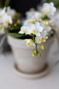 ORCHIDS-INFO-2025-26