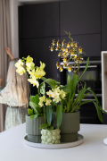 ORCHIDS-INFO-2025-3