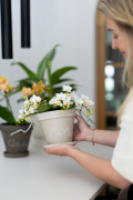 ORCHIDS-INFO-2025-32