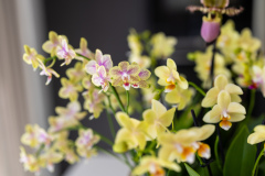 ORCHIDS-INFO-2025-33