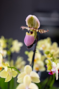 ORCHIDS-INFO-2025-34