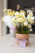 ORCHIDS-INFO-2025-39