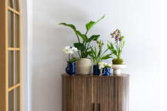 ORCHIDS-INFO-2025-50
