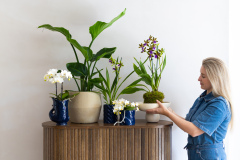 ORCHIDS-INFO-2025-51