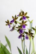 ORCHIDS-INFO-2025-52