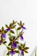 ORCHIDS-INFO-2025-55