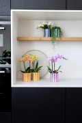 ORCHIDS-INFO-2025-56