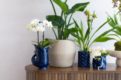 ORCHIDS-INFO-2025-58
