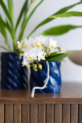 ORCHIDS-INFO-2025-59