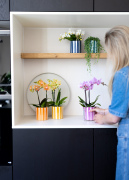 ORCHIDS-INFO-2025-61