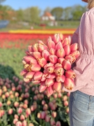 FAM_Flower_Farm_Marit_05