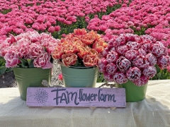 FAM_Flower_Farm_Tulpen_01