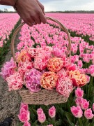 FAM_Flower_Farm_Tulpen_04