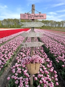 FAM_Flower_Farm_Tulpen_07