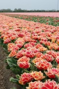 Fam_Flower_Farm_Brisbane_01