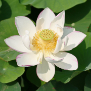 VandeVelde_Nelumbo_01