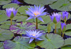 VandeVelde_Nymphaea_Blue_Queen_02